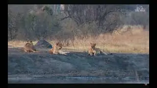 Huge Lions Pride At  The Hide ,Zimbabwe,Tourist Get Their Money Worth