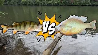 Yellow Perch VS Red Breast Sunfish Catch & Cook!