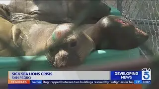 Wildlife experts address algae bloom affecting sea lions off SoCal coast