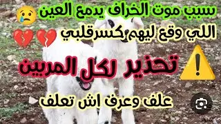خراف صغار طاحو واحدوراواحد... شوف شنو وقع ليهم ⚠️تحذير لكل مربي