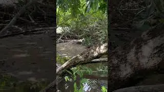 Khaki Campbell ducks in a tropical island homestead. #duckfarmer #duckpond #backyardducks
