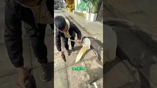 Burung Pelikan Memakan Bebek 😨