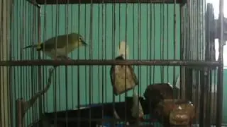 Pleci Ngerol + Ngalas Mantap KEREN ABIS