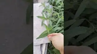 what plant is that.#shorts.#plants