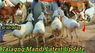 Talagang Dumba Mandi / Zero size Turkey  dumda kids rates / Dumba Mandi 31 October 2025  new updates