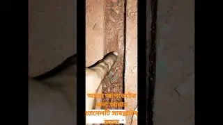 Used in wall grooving machines.#Shorts