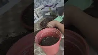 N⁰-174.ФЕЛОДЕНДРОН (ИМПЕРАТОР) ГУЛИНИ ПАРВАРИШИ...