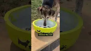 Every bowl counts | Supertails #WaterItUp Campaign