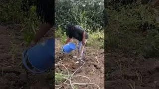my busy life after retirement/ mulching  & watering my orange tree