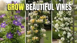 15 Best Flowering Vines Perfect for Small Gardens & Trellises
