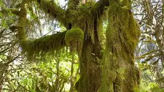 Hoh Rain Forest Hiking