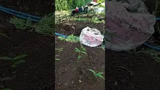 GINGER PLANT INTERCROPPING SYSTEM