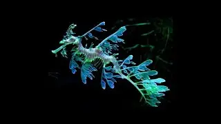 Weedy Sea Dragons: The Weirdest Creatures in the Ocean