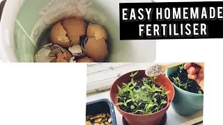 EASY EGG SHELLS FERTILISER WITH USED TEA POWDER AND ONION PEELS.  ALL IN ONE HANDY FERTILISER.