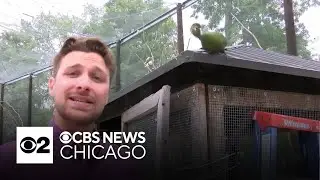 Bird attacks reporter at Frankfort, Indiana, aviary while filming story on stolen exotic birds