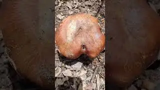 suillus luteus #boletefungus #shortvideo