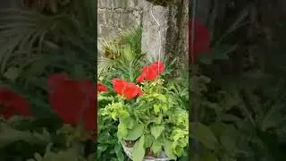 hanging plants with variegated flowers #shorts