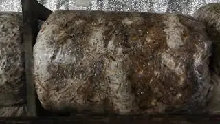 Еринги, белый степной гриб, вешенка королевская, Pleurotus eryngii названия одного гриба, сезон 2021