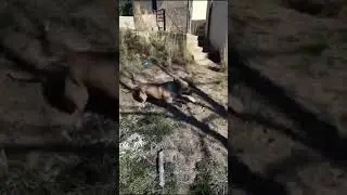 Boerboel playing 2 #boerboel #boerboelpuppies #offgrid #offgridliving #mastiff #spain