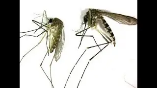 mosquito control | मच्छरों को खत्म करने के लिए | मच्छरों से छुटकारा पाए | mosquito fogging