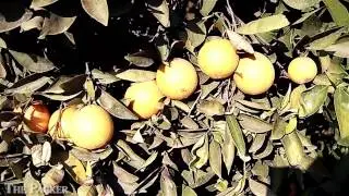 Asian citrus psyllids in Central California