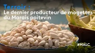 Terroir : le dernier producteur de mogettes du Marais poitevin