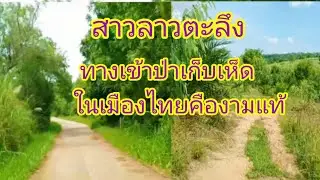 สาวลาวเดินทางเข้าป่าหาเก็บเห็ดผึ้งขมที่ป่ายุคา บ.วังแข้ตำบลท่ามะไฟหวาน อ.แก้งคร้อ จ.ชัยภูมิ