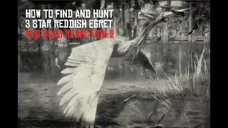 Red Dead Redemption 2 Perfect Reddish Egret Hunting Guide