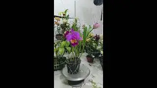 Hoa lan Hóc Môn #cattleya #damari #hoalanhocmon