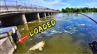 Ловля крупного карпа на водосбросе