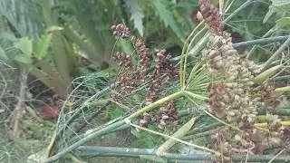 Фенхель &mdash; польза для здоровья