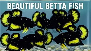 Unique betta fishs you've never seen. betta breeding color combinations - beautiful betta fish 113.