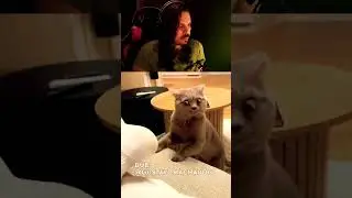 Que cheiro &eacute; esse??? 🤣 #dub #dublagem #dublagemhumor #gato #gatos #gatosengra&ccedil;ados #cats #catlover