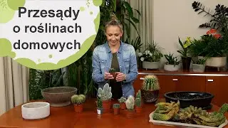 Przesądy o domowych roślinach doniczkowych. Znacie je? Wierzycie w nie?