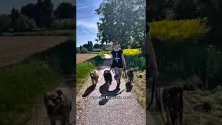 Das Ergebnis von 5 Tagen -  Angsthundetraining #angsthund #hundetraining #tierheim