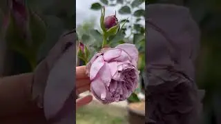 Kongmeng China Rose
