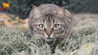 This video makes you happy all day ｜ Cutest Cat 2021 ｜ Cootoo 2021 funny cat videos