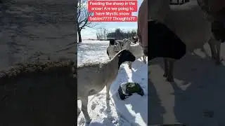 Feeding sheep 🐑 in the snow! Is Mystic preggos?! #farmlife #foryoupage #kentucky #homestead #sheep