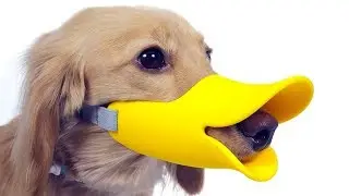5 Amazing Pet Gadgets You MUST HAVE