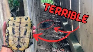 My Turtle Keeps Escaping!!! (ends up SICK?!)
