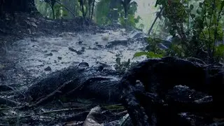 Forest Rain Sounds in the Mountains 🌲 Relaxing Sleep White Noise (No Ads)