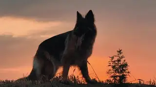 Annoying dog! Makes people laugh！#dogs #dog #dogshorts #shorts #shortvideo #pets