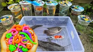 Unboxing Telur Ikan CUPANG, Ikan Mas, Ikan Lele, Ikan Hias, Guppy, Koi, Ikan CHANNA, Belut Moray