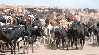 #Maasai cow herders competing for limited grazing land