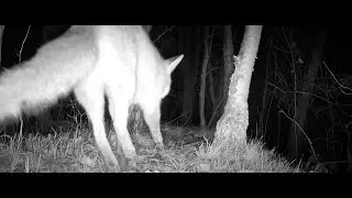 Fox barking