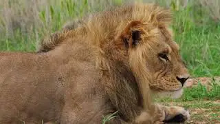 lions | stock footage | copyright free | 37