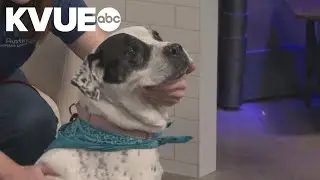 Meet Sugar Plum, a dog available to adopt from the Austin Humane Society | Pet of the Week