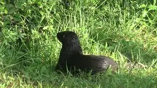 River otter hunts on grass and listens to the sounds all around him in The Villages, Florida