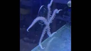 Ophiomastix annulosa  #aquarium