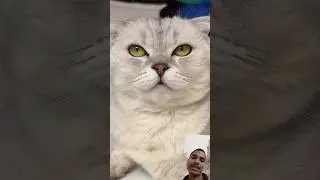 Superhero sonya #cat #cat #funny ✈️🎊🙏🏿🤗👌